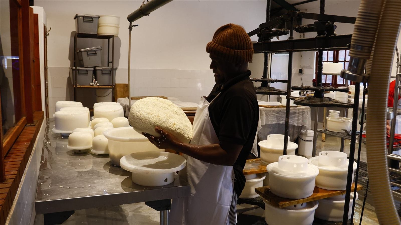 A Van Gaalen cheesemaker holding a fresh curd wheel in the kaasmakerij